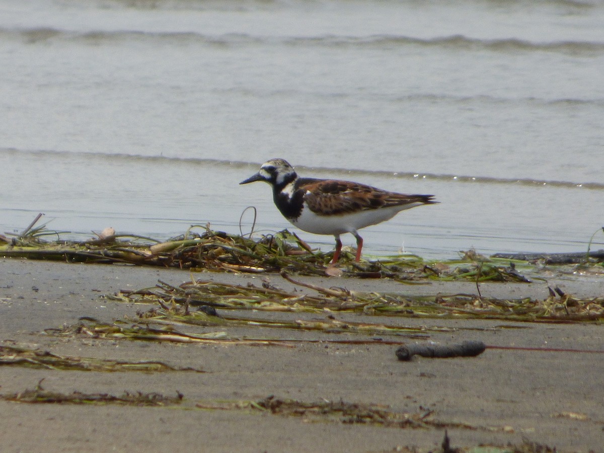 Ruddy Turnstone - ML345857771