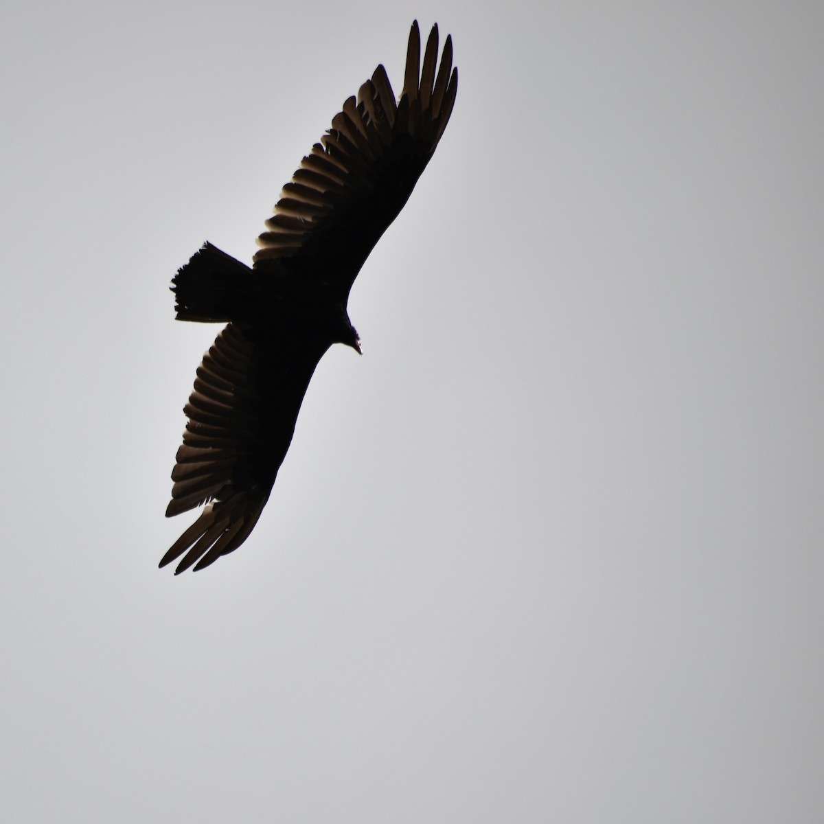 Turkey Vulture - ML345859271