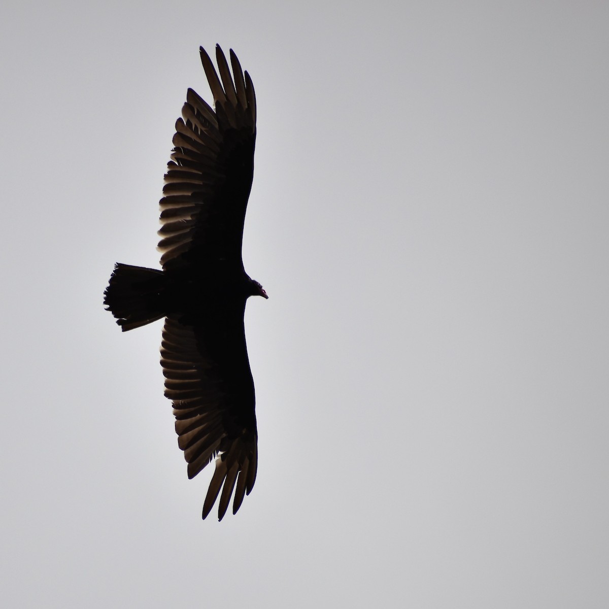 Turkey Vulture - ML345859351