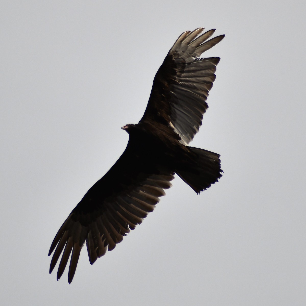 Turkey Vulture - ML345859411