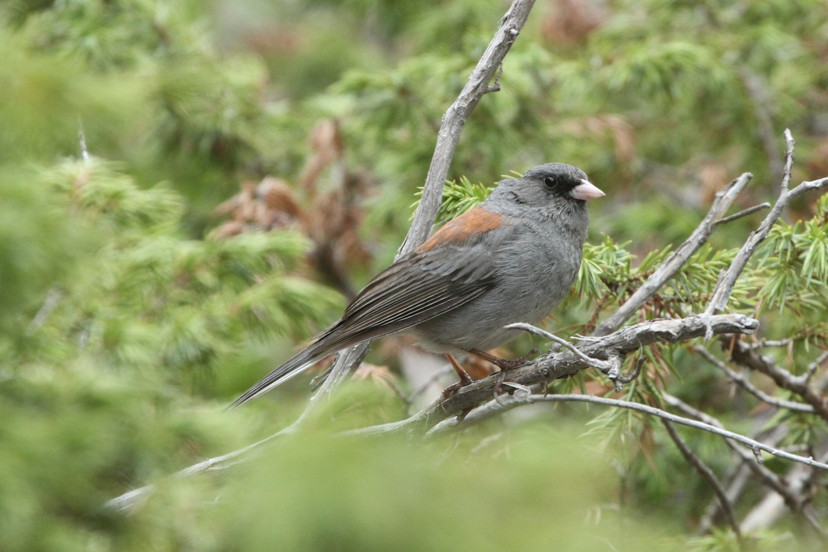 Dark-eyed Junco - ML345859941