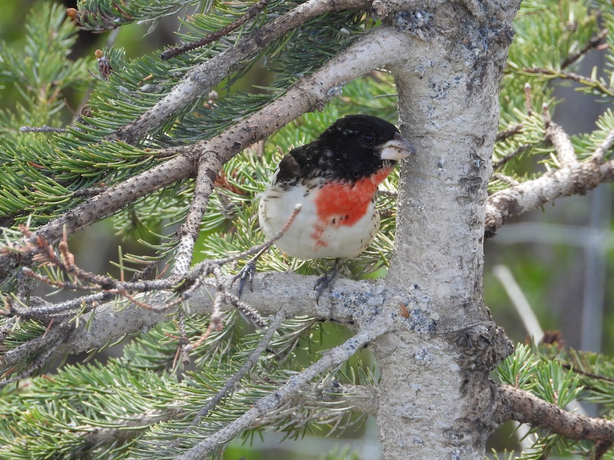 Rose-breasted Grosbeak - ML345860521