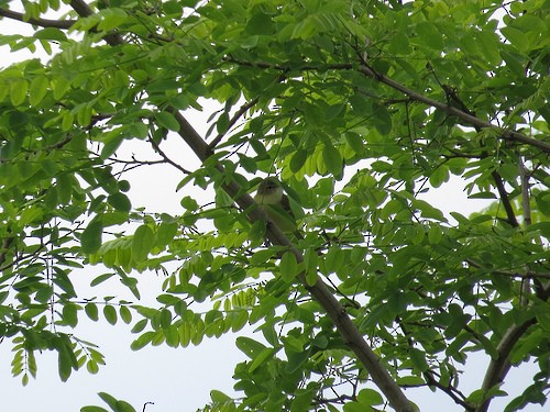 Bell's Vireo - Brian Wulker