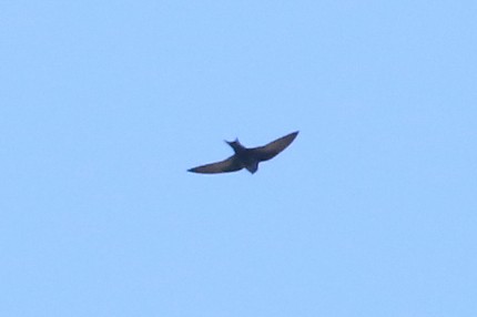 Purple Martin - ML345862051