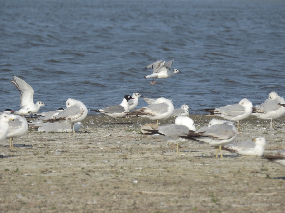 racek vnitrozemský - ML345863591