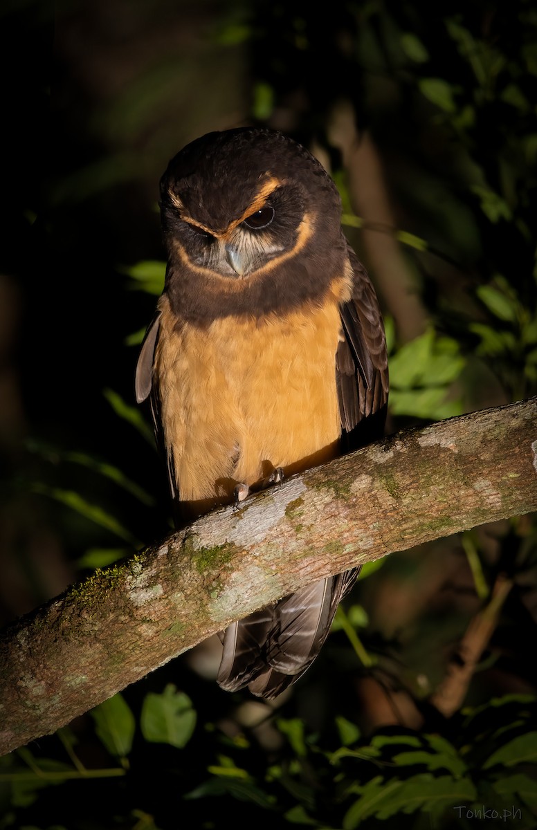 Tawny-browed Owl - ML345867771