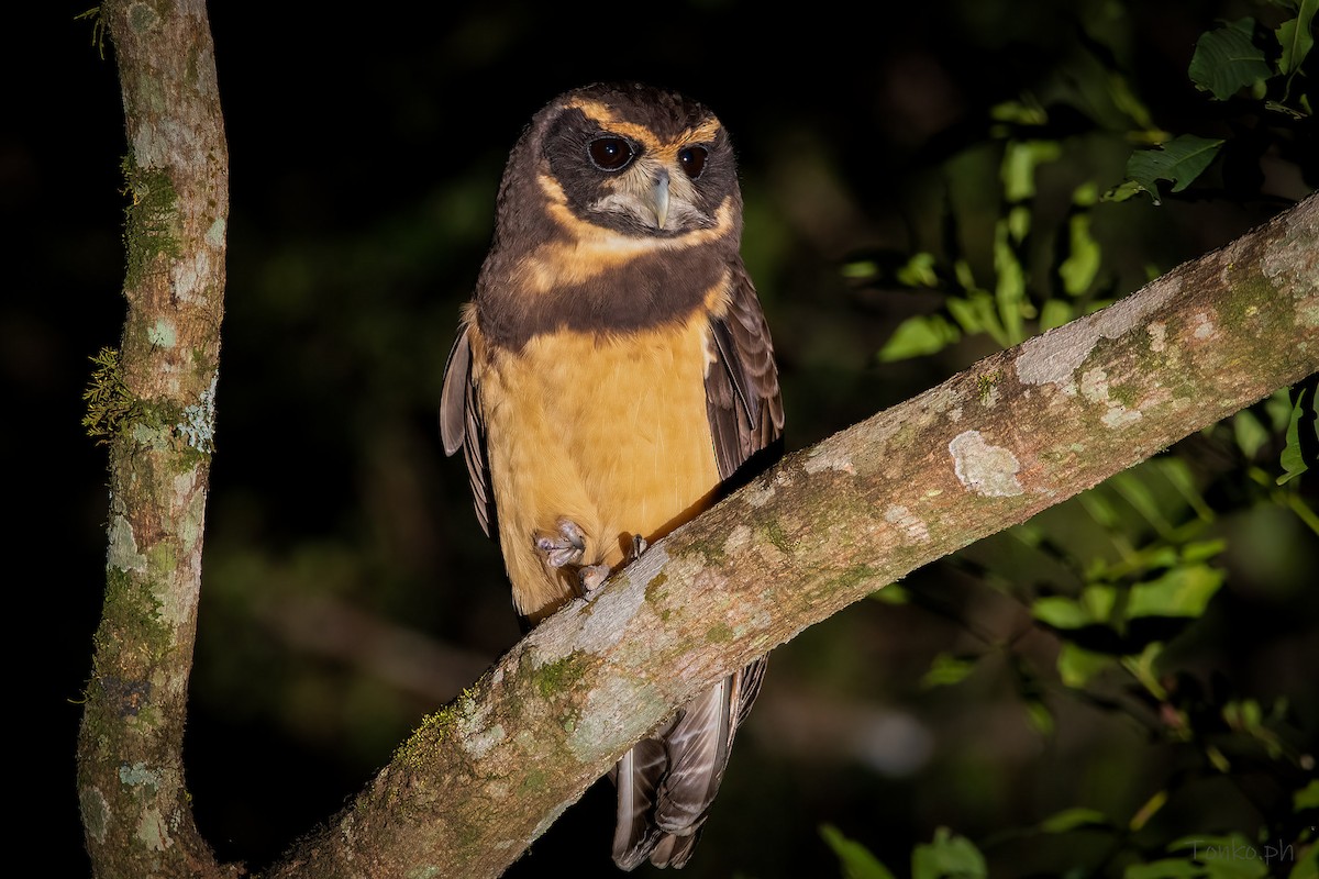 Tawny-browed Owl - ML345867781
