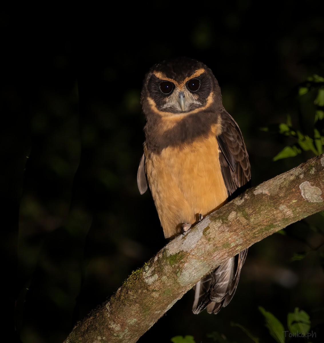 Tawny-browed Owl - ML345867801
