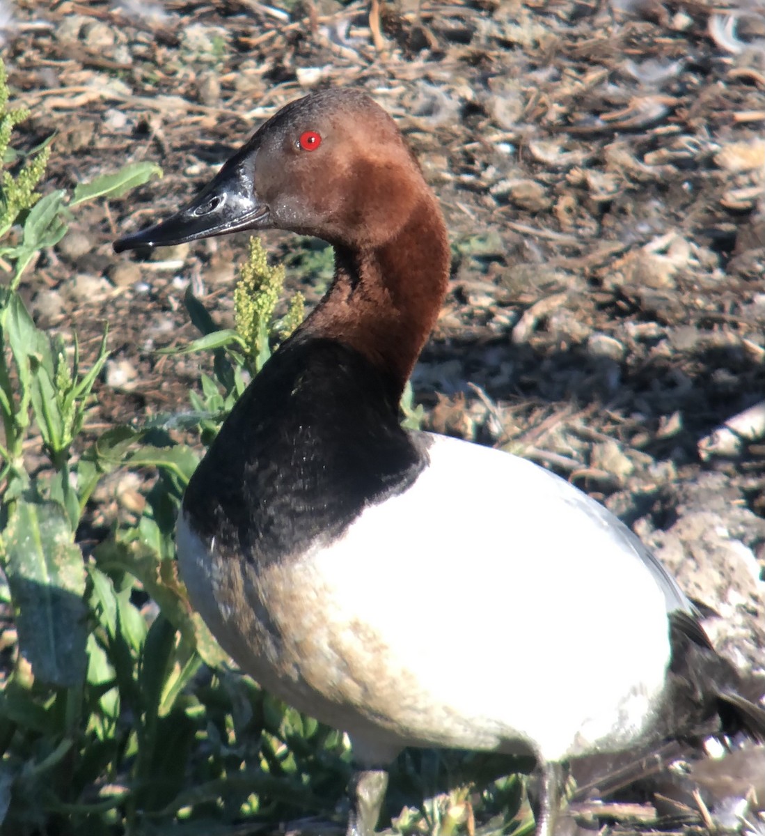 Canvasback - ML345869261