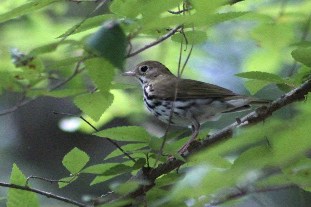 Ovenbird - ML345870511