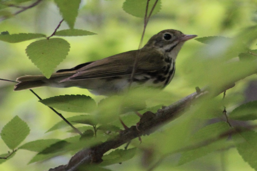Ovenbird - ML345870521