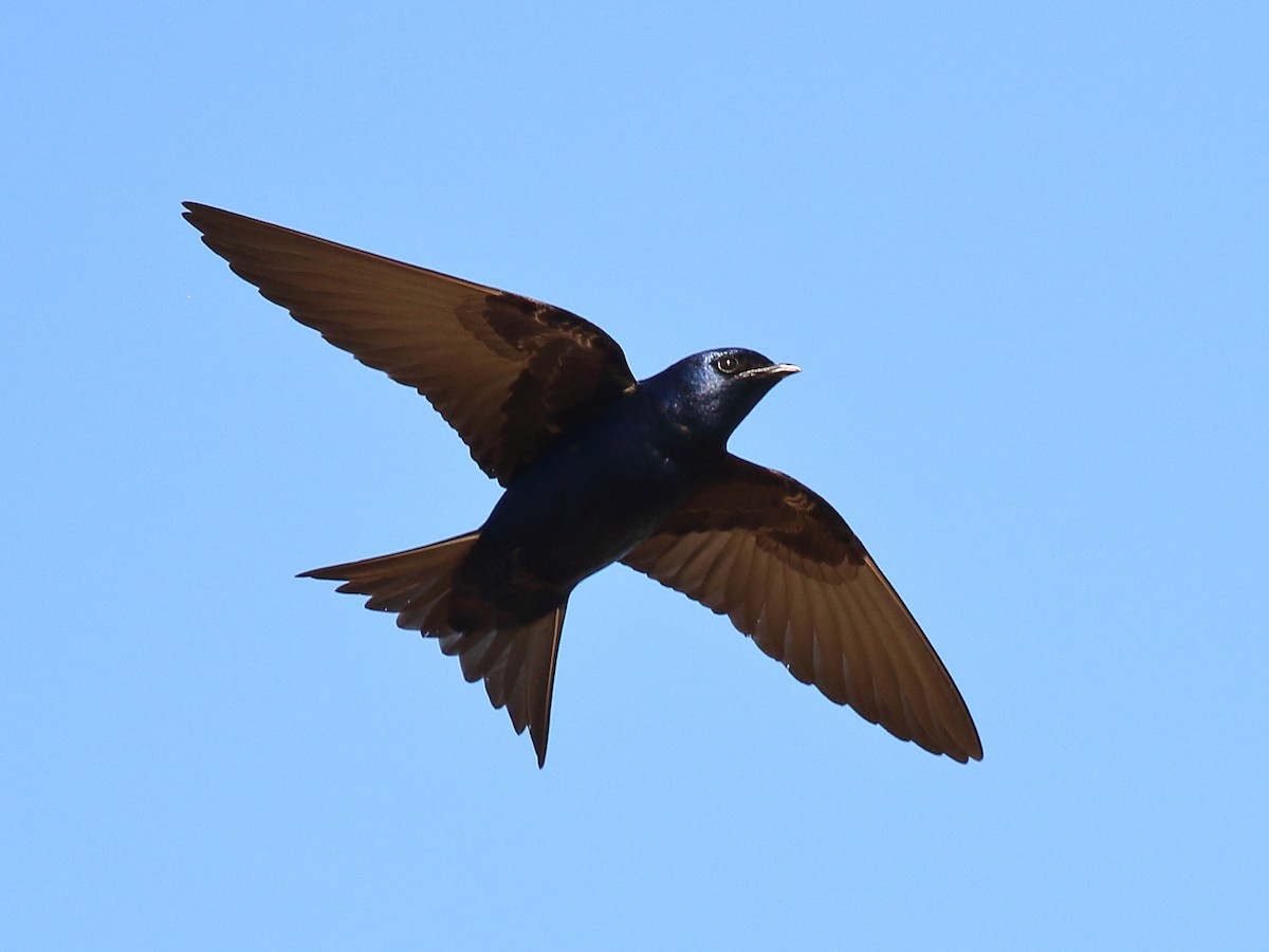 Purple Martin - Michael Mammoser