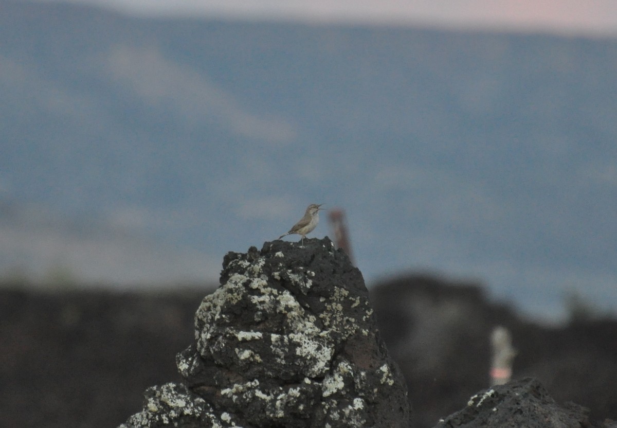 Rock Wren - ML345875831