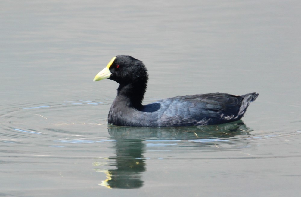 White-winged Coot - ML345875971