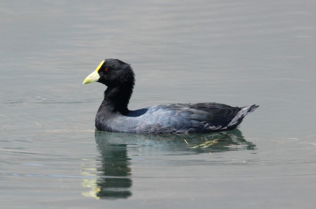 White-winged Coot - ML345875981