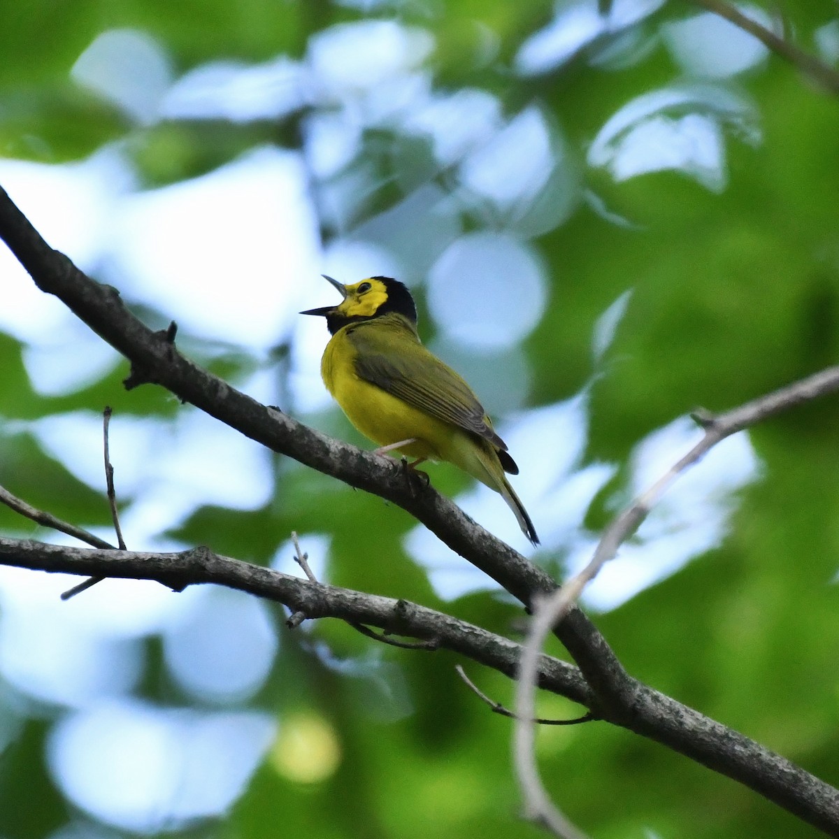 Hooded Warbler - Bill Massaro