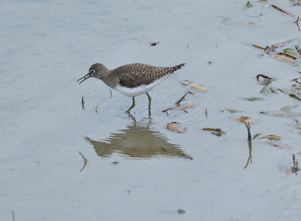 Solitary Sandpiper - ML34587801