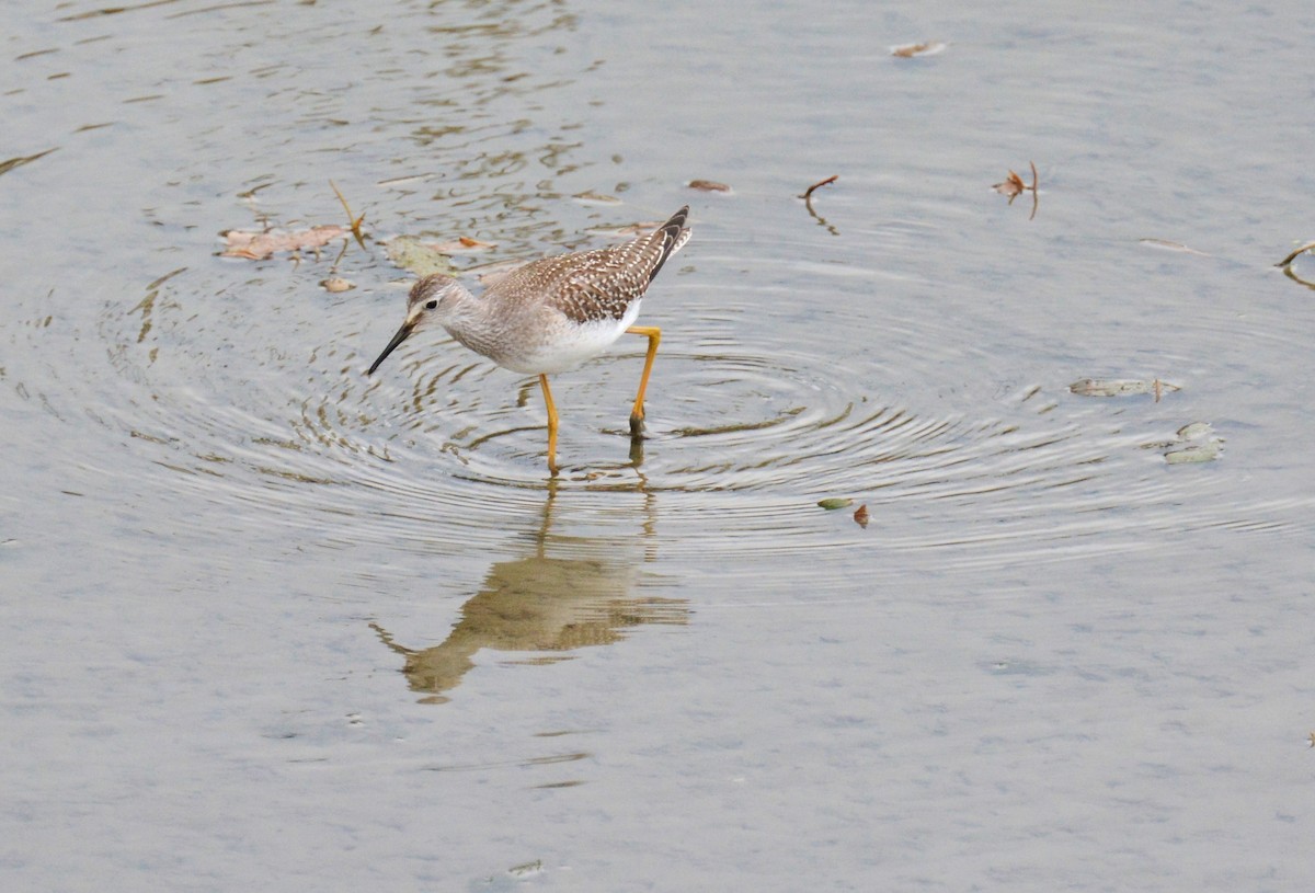 Lesser Yellowlegs - ML34587831