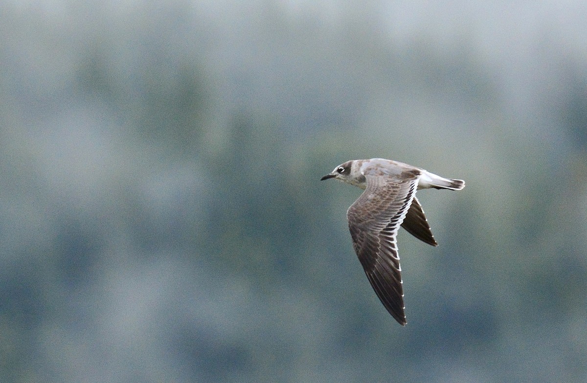 Franklin's Gull - ML34587841