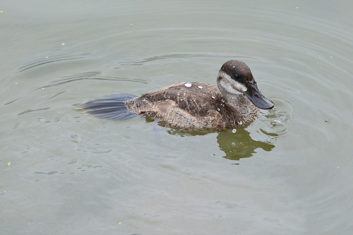 Ruddy Duck - ML34587911