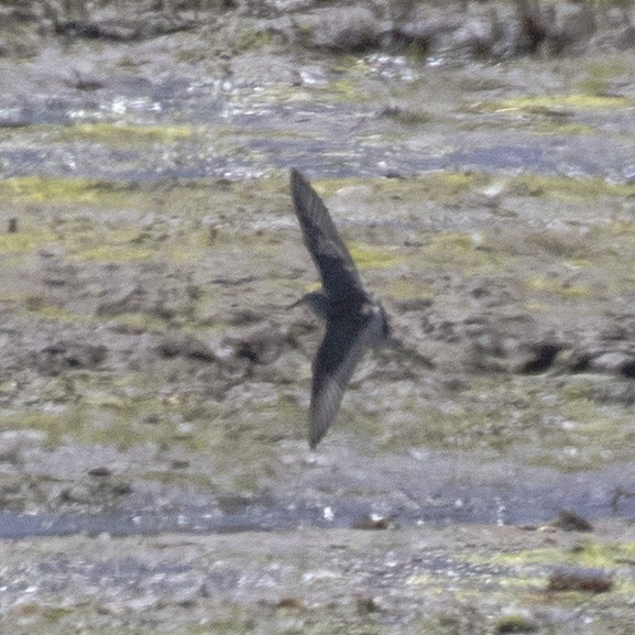 White-rumped Sandpiper - ML345879861