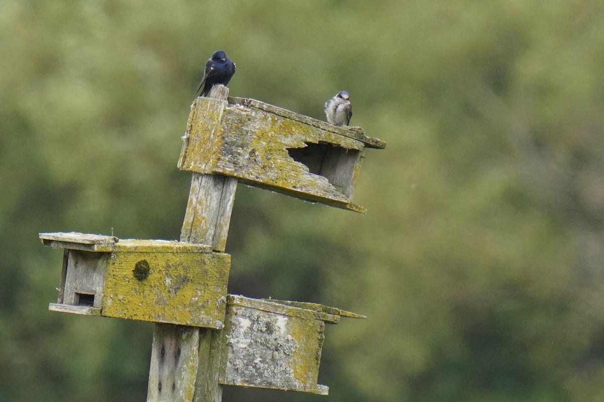 Purple Martin - ML345885141