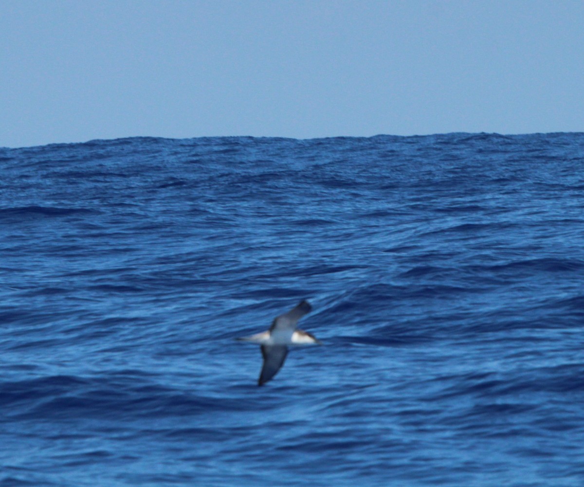 Buller's Shearwater - Sam Preer