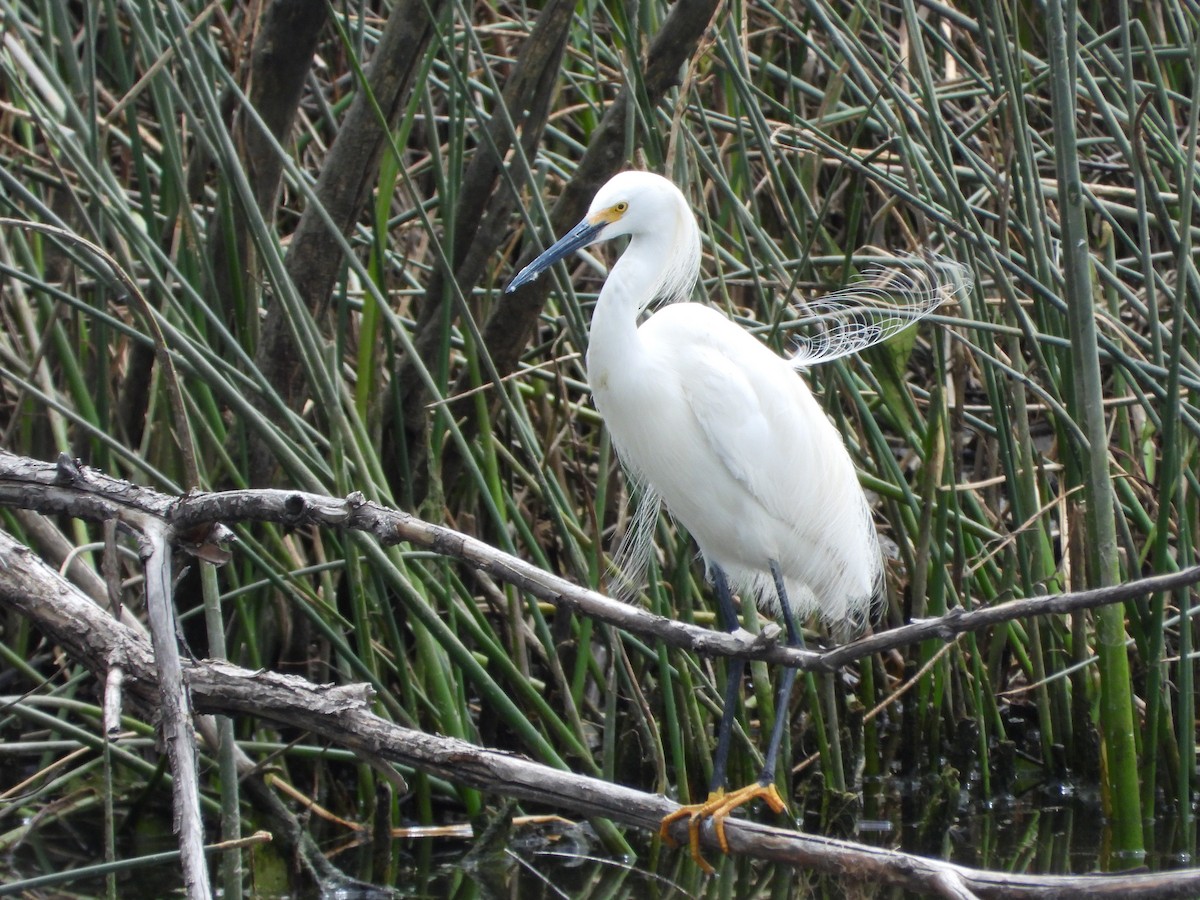 Snowy Egret - ML345886981