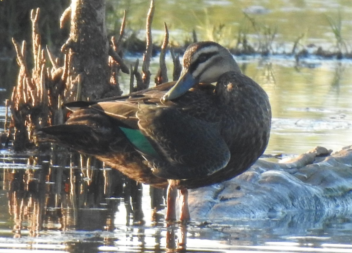 Canard à sourcils - ML345887361