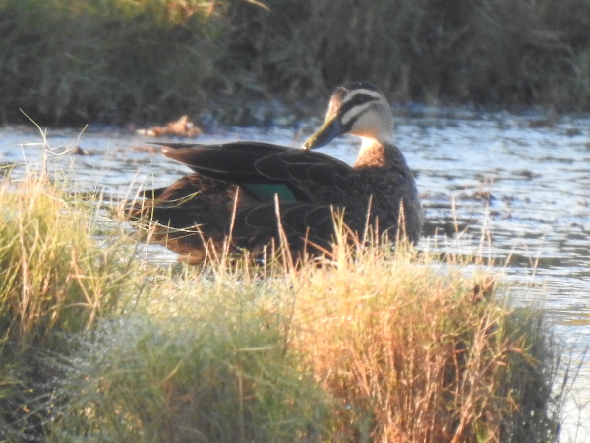 Canard à sourcils - ML345887371