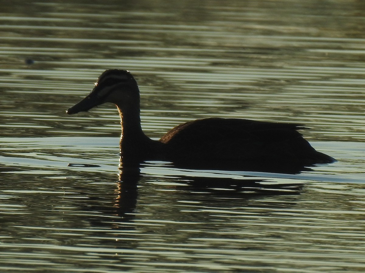 Canard à sourcils - ML345887411