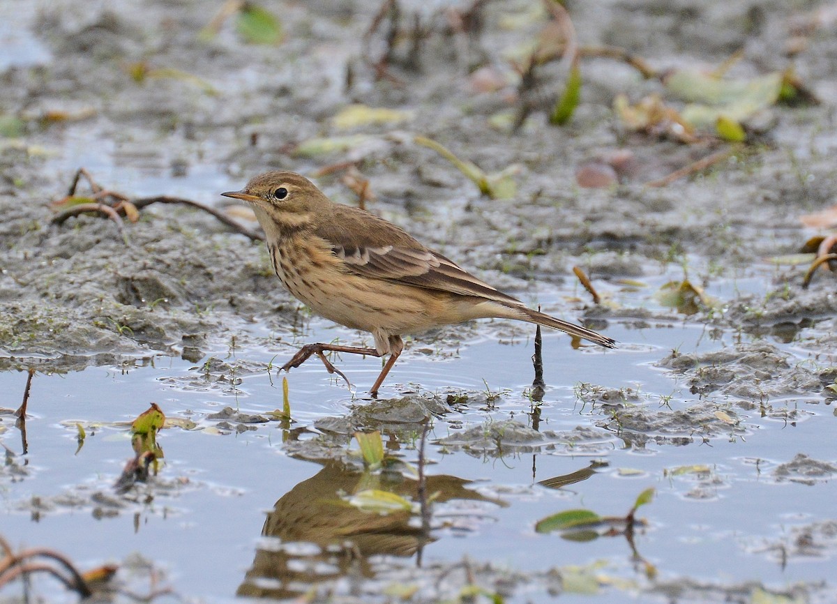 American Pipit - ML34588801