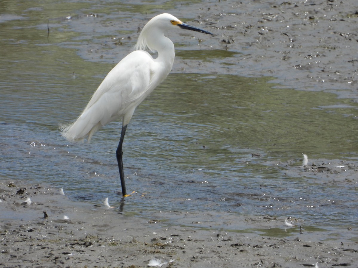 Snowy Egret - Jeff Percell