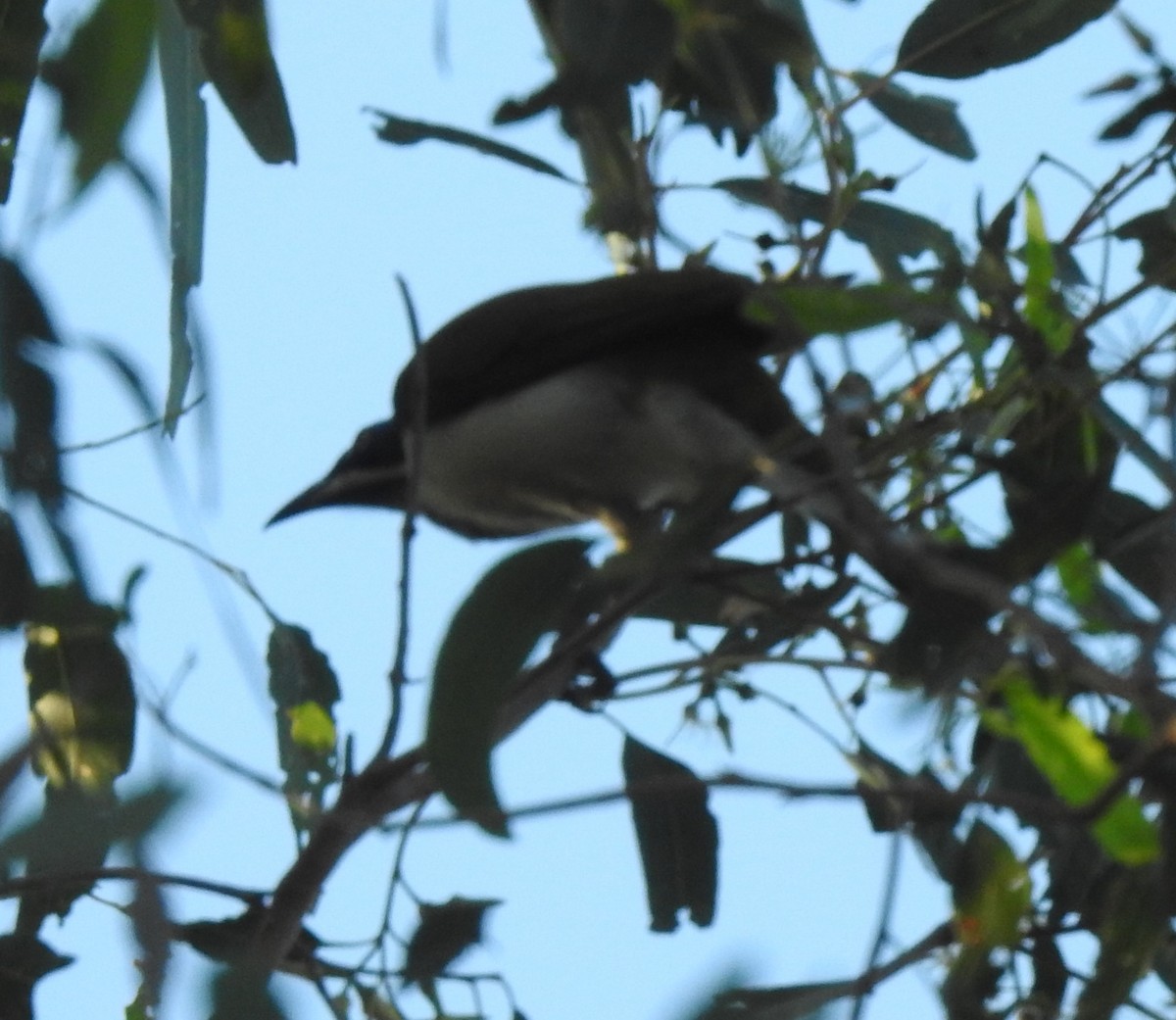 Blue-faced Honeyeater - ML345889071
