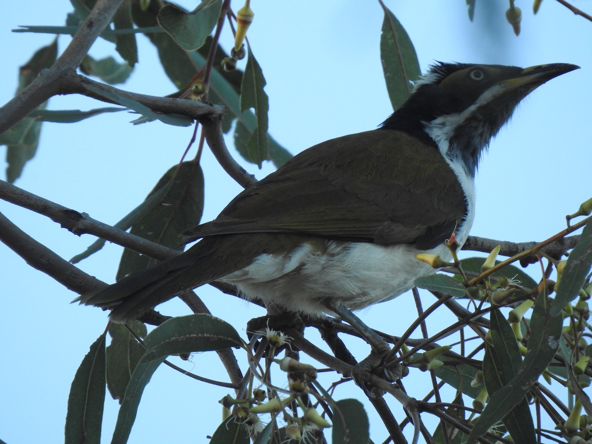 Blue-faced Honeyeater - ML345889091