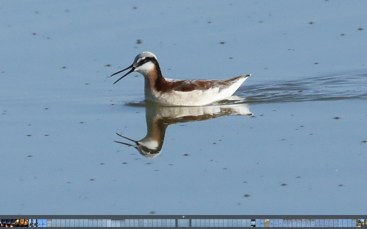 Wilson's Phalarope - ML345889231