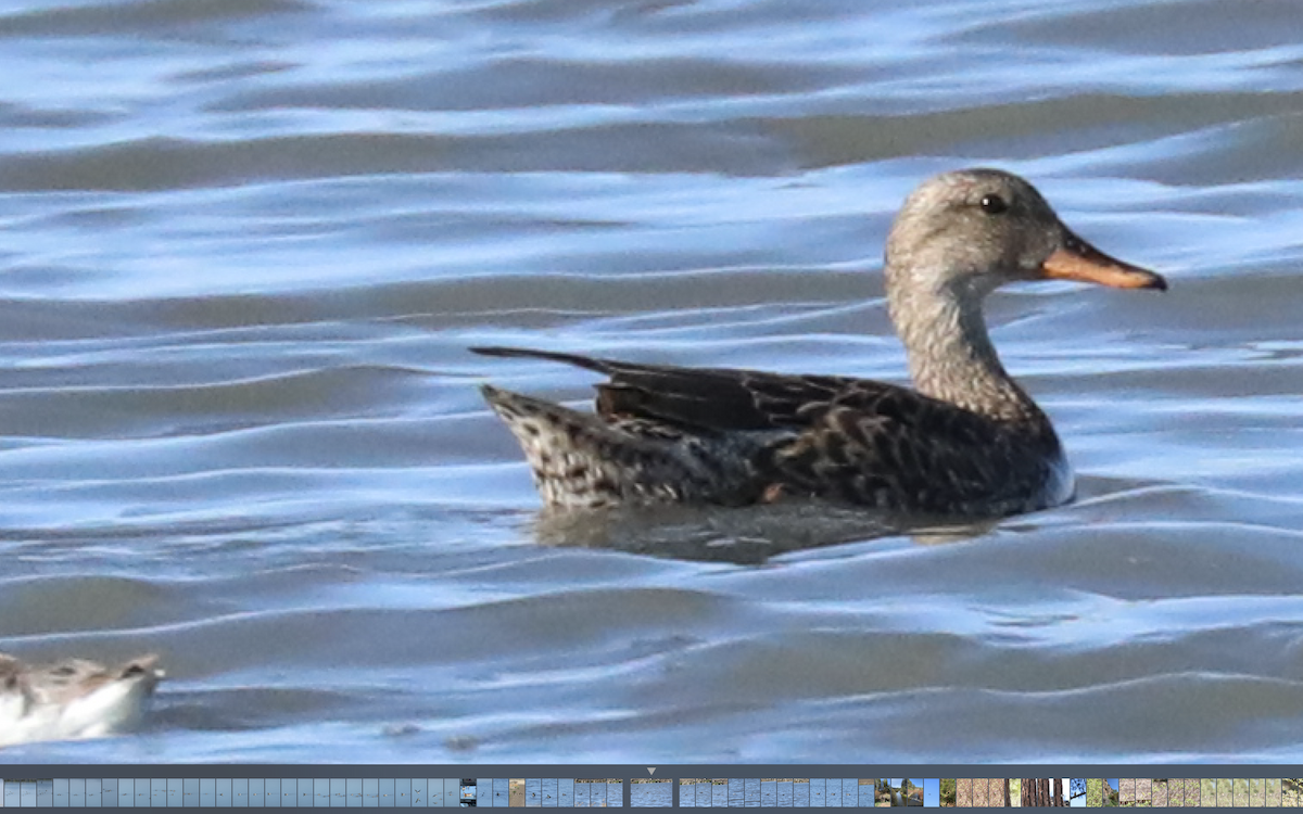 Gadwall - Kenneth R Windsor