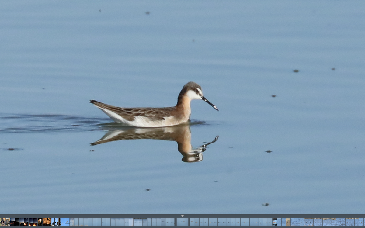 Wilson's Phalarope - Kenneth R Windsor