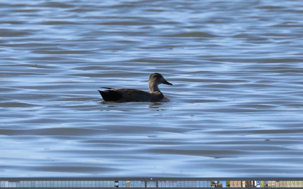 Gadwall - Kenneth R Windsor