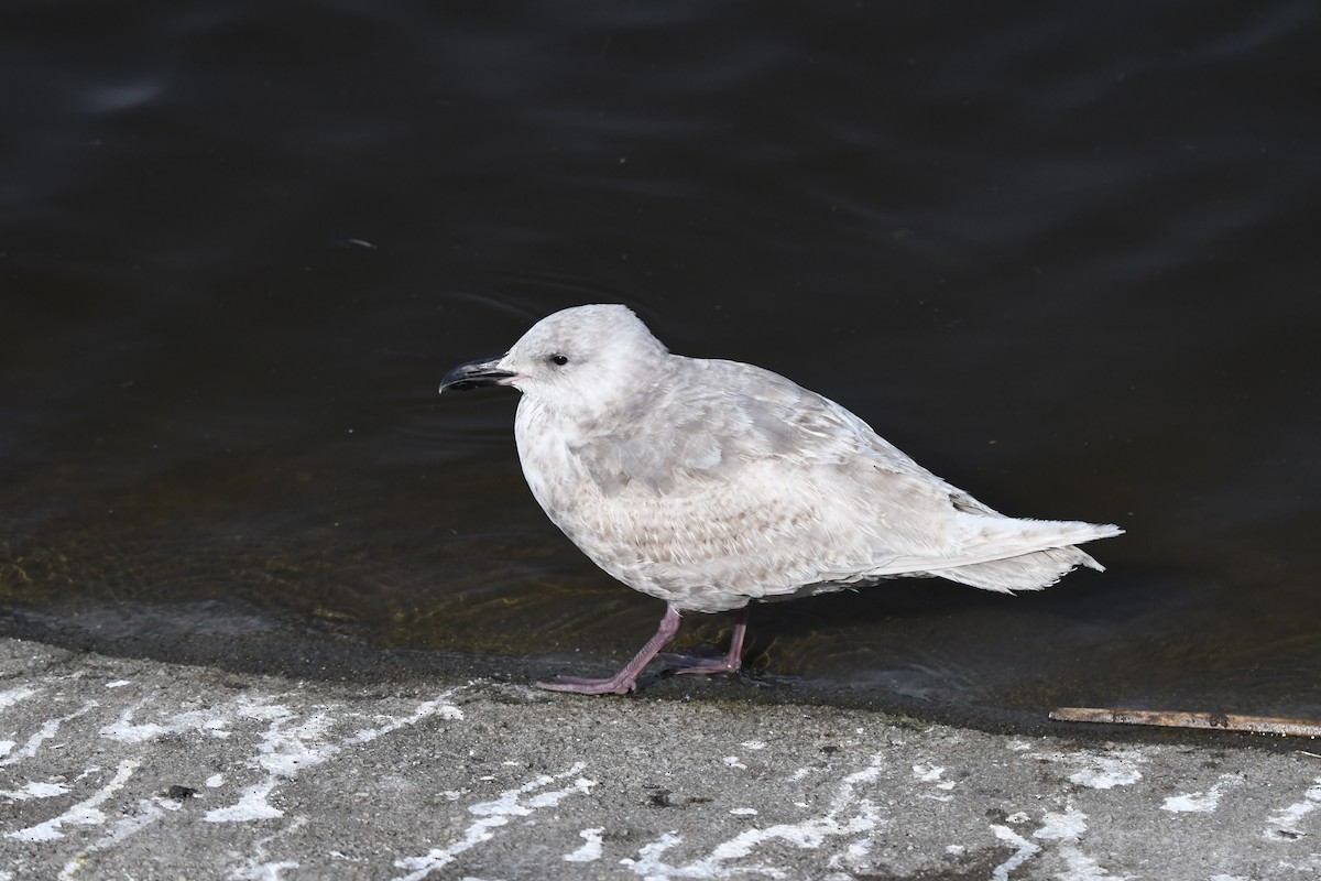 Glaucous-winged Gull - ML345891051