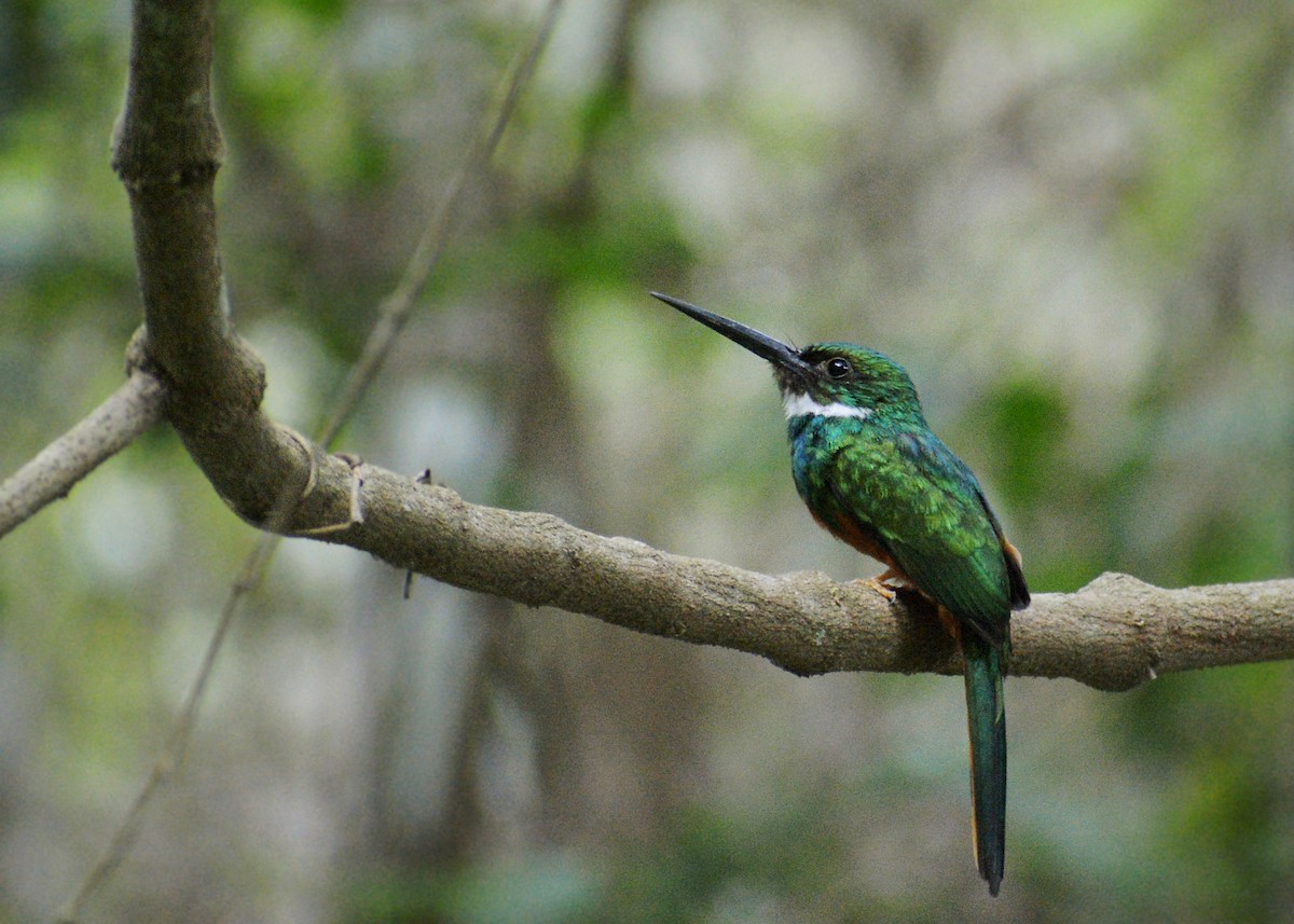 Rufous-tailed Jacamar - Jorge Dangel