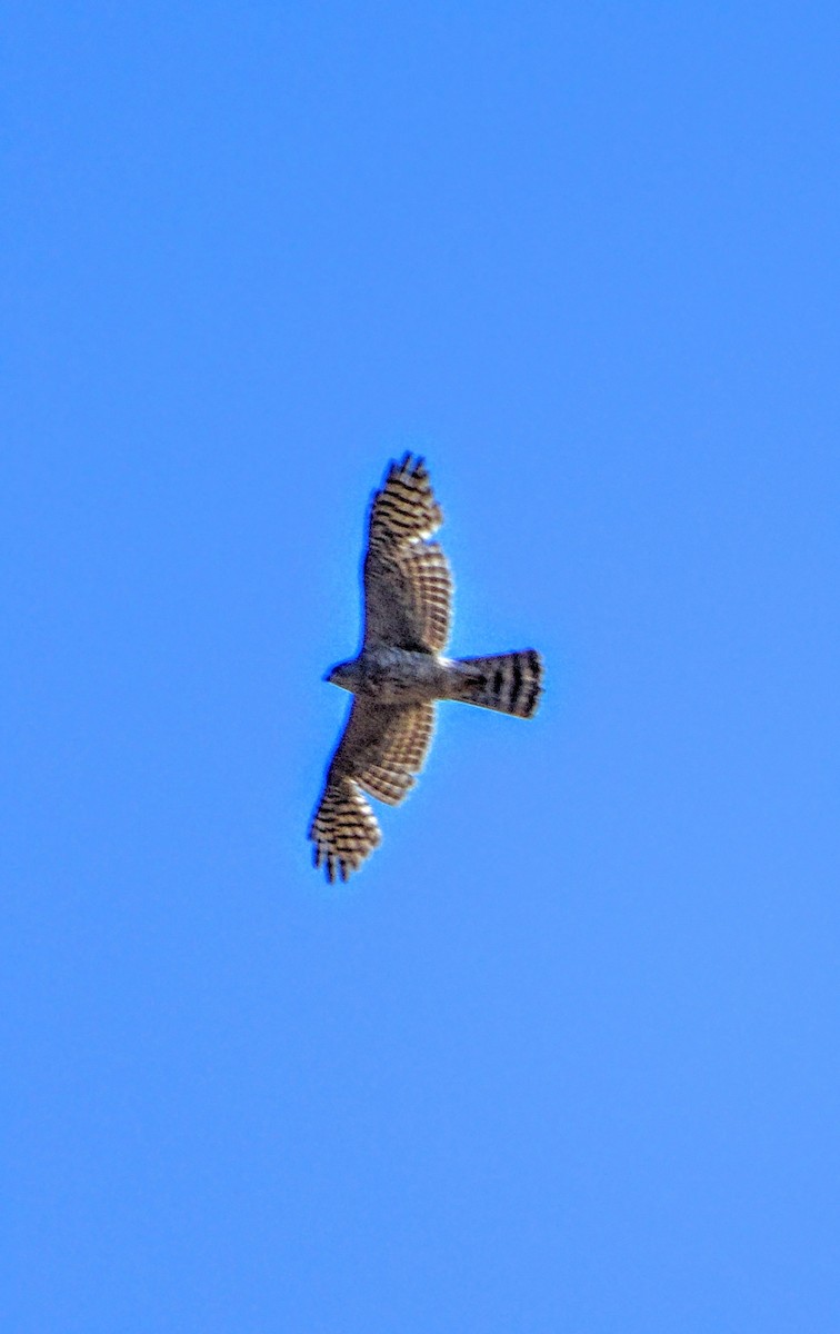 Levant Sparrowhawk - ML345891641