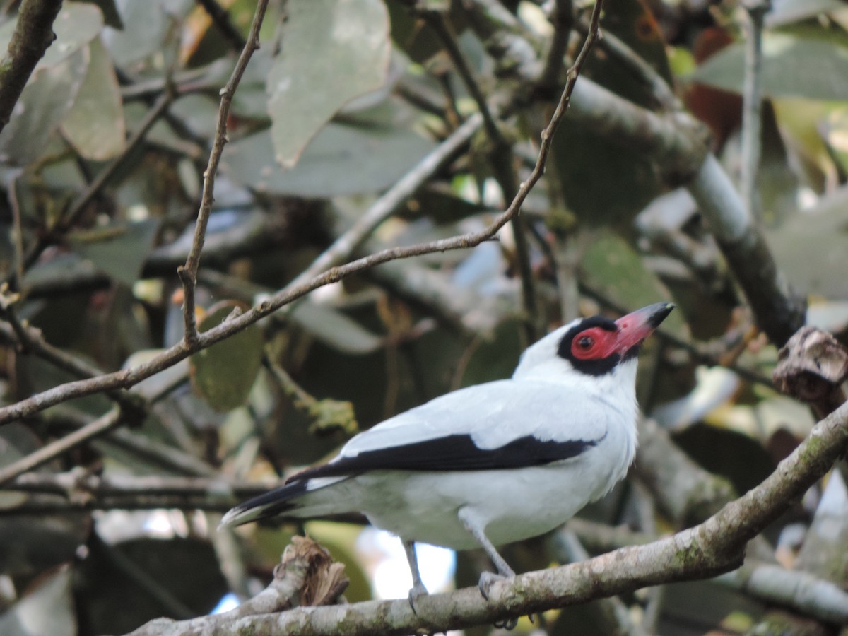 Masked Tityra - ML345891771