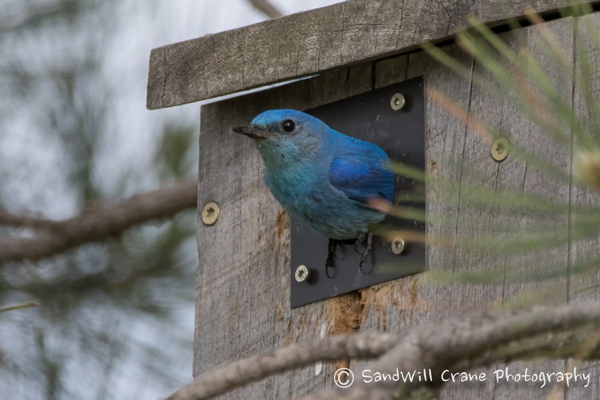 Mountain Bluebird - Will Sebern