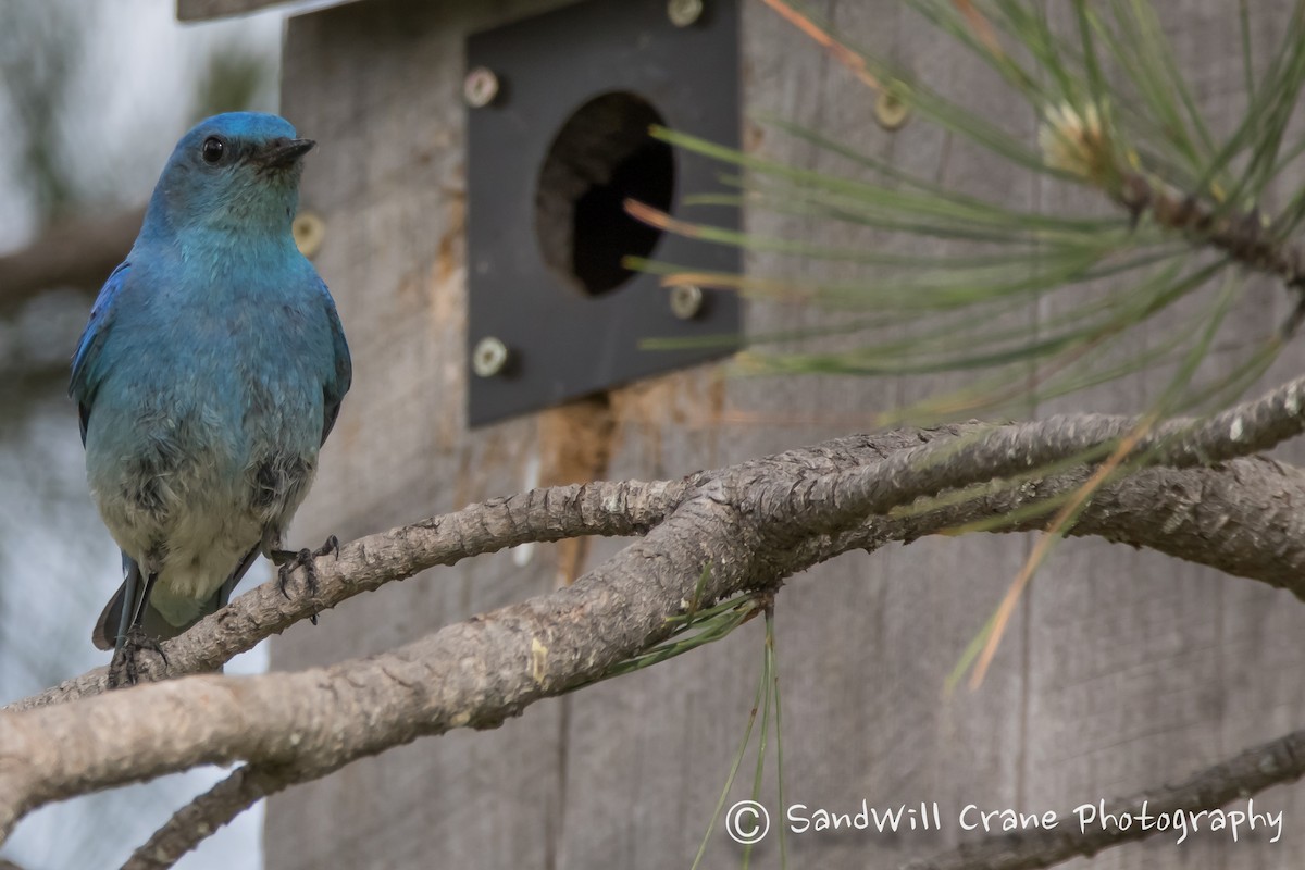 Mountain Bluebird - ML345892431