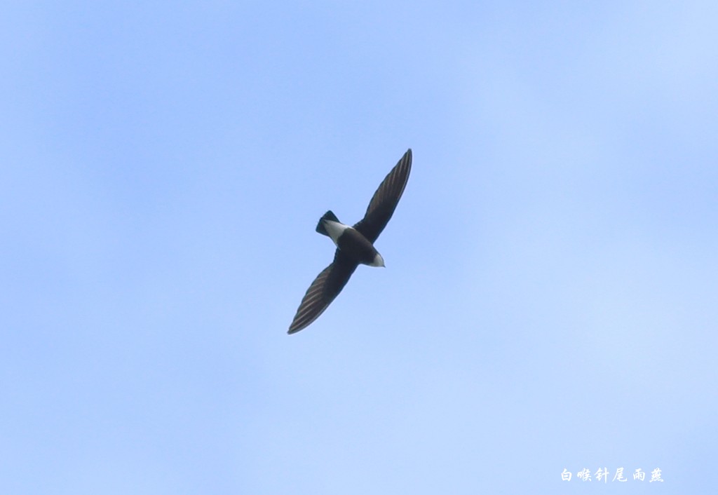 White-throated Needletail - ML345892781