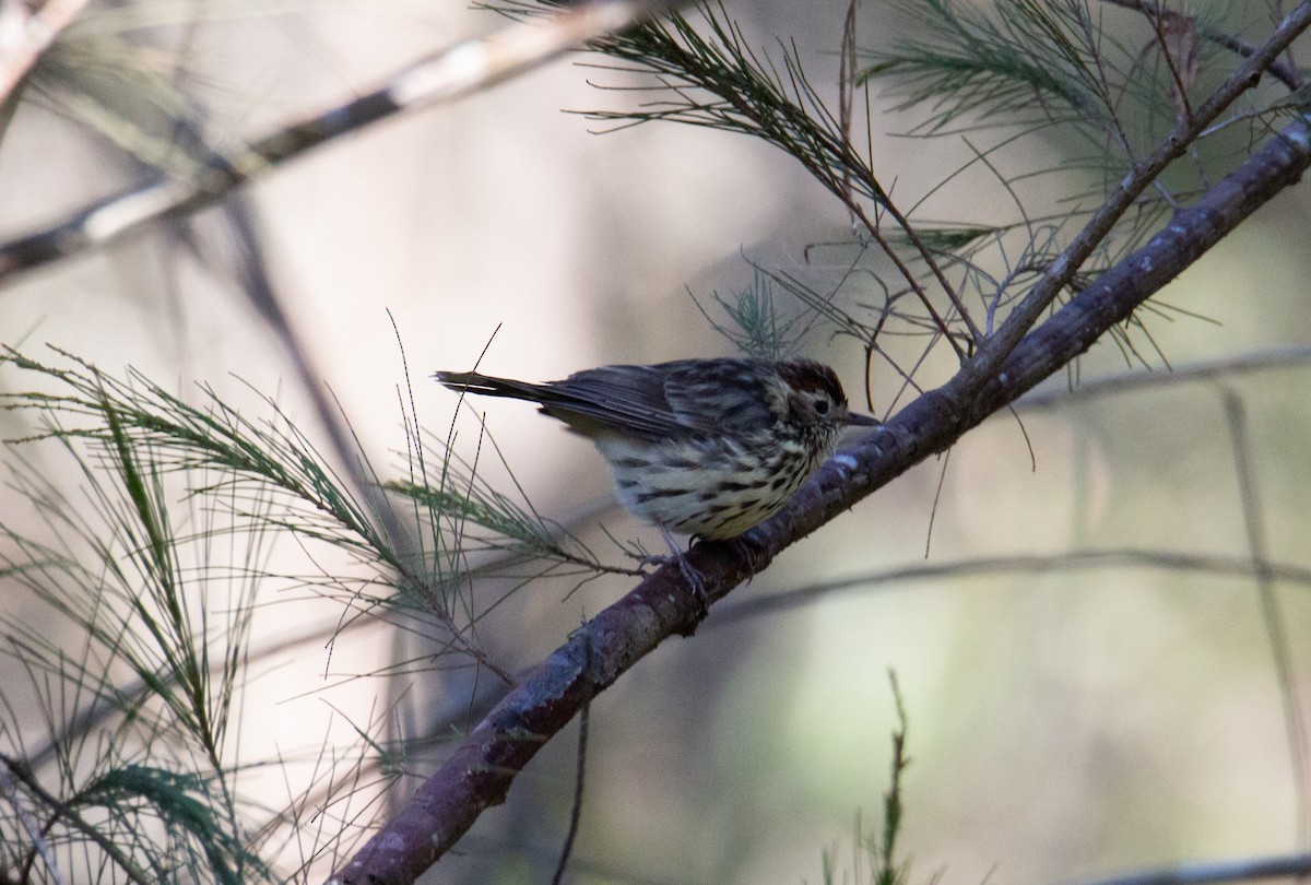 Speckled Warbler - ML345892961