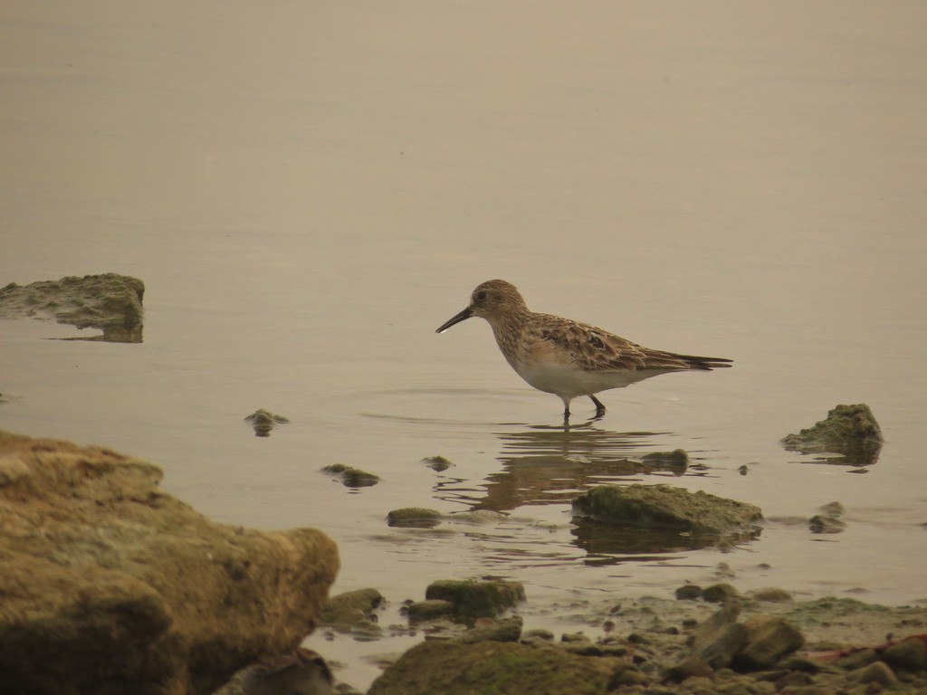 Baird's Sandpiper - ML34589331