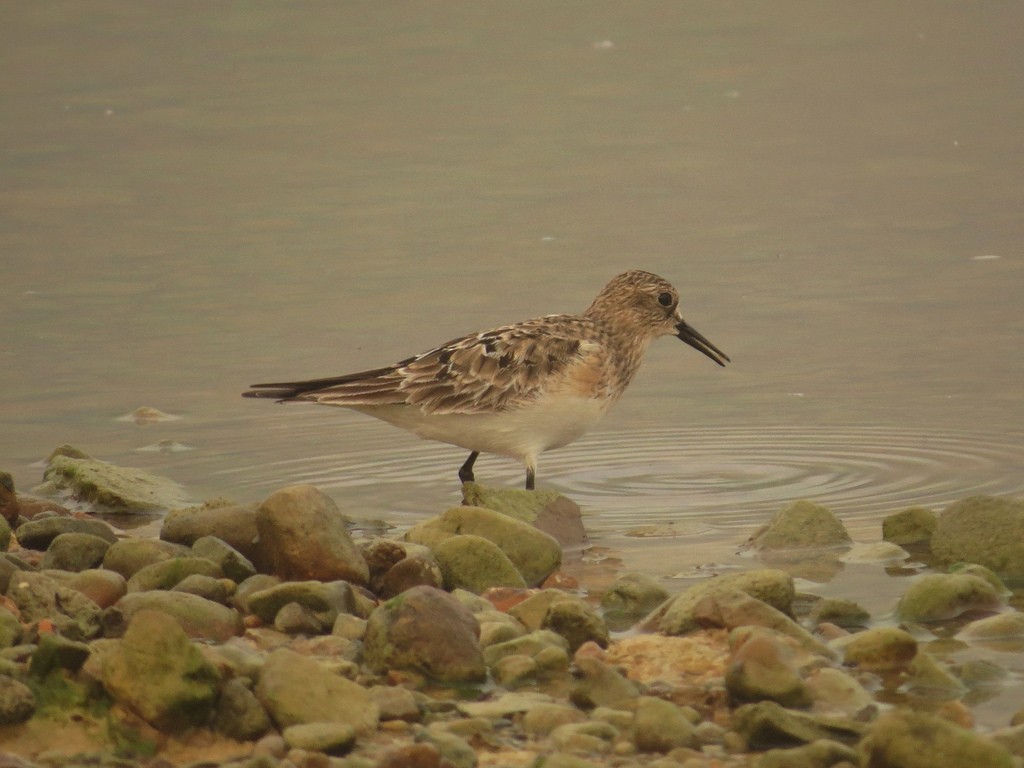 Baird's Sandpiper - ML34589341