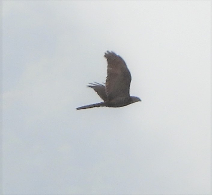 Brown Goshawk - ML345893851